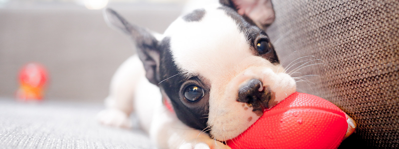 Dog Obedience Training Cranbourne Dog Obedience Training Cranbourne